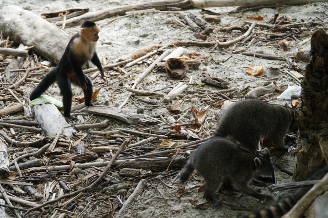 manuel-antonio-raccoons-and-monkey