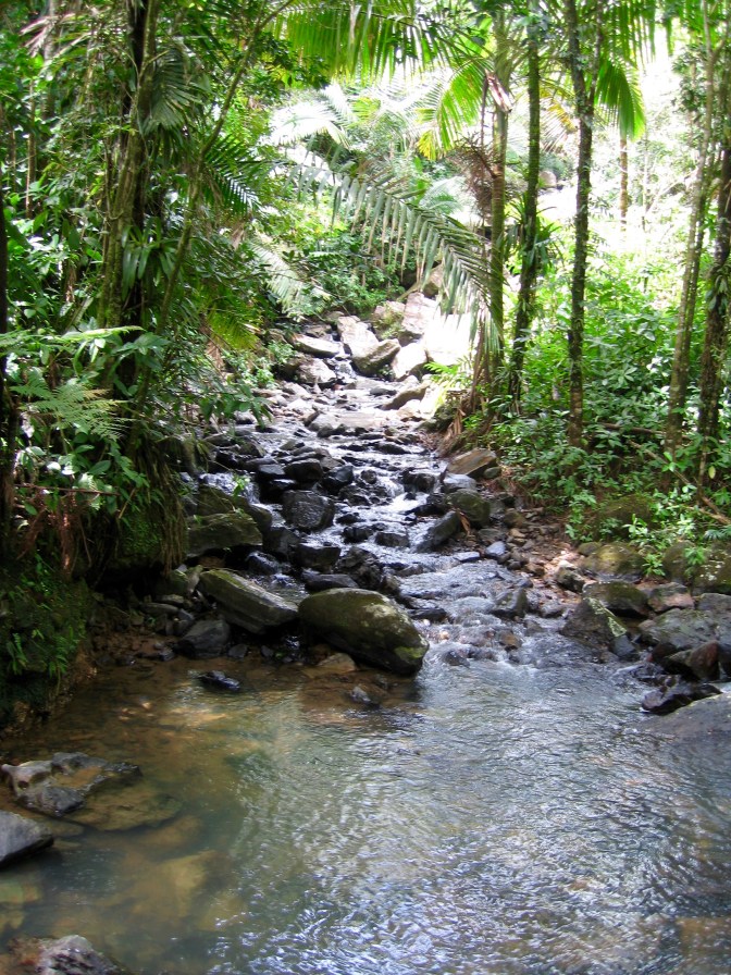 el-yunque-trail