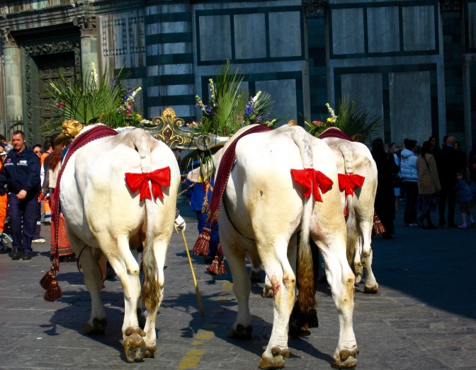 florence-scoppio-del-carro-oxen-hind-quarters-travelnerd-com