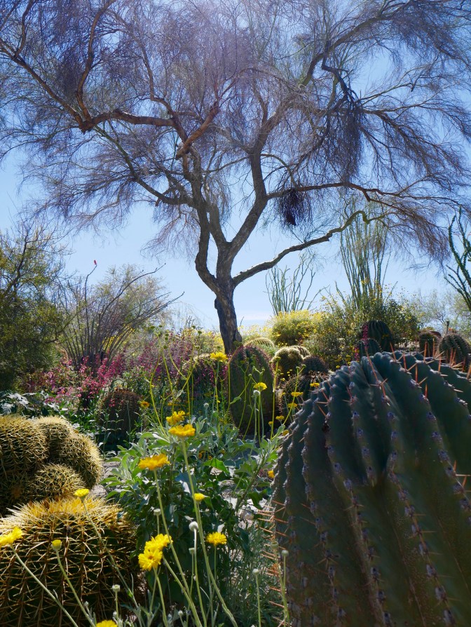 living desert cactus travelnerdplans
