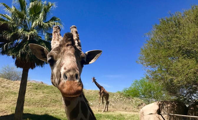living desert giraffes say hello travelnerdplans