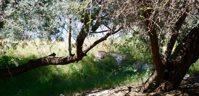 living desert snoozing cheetahs travelnerdplans
