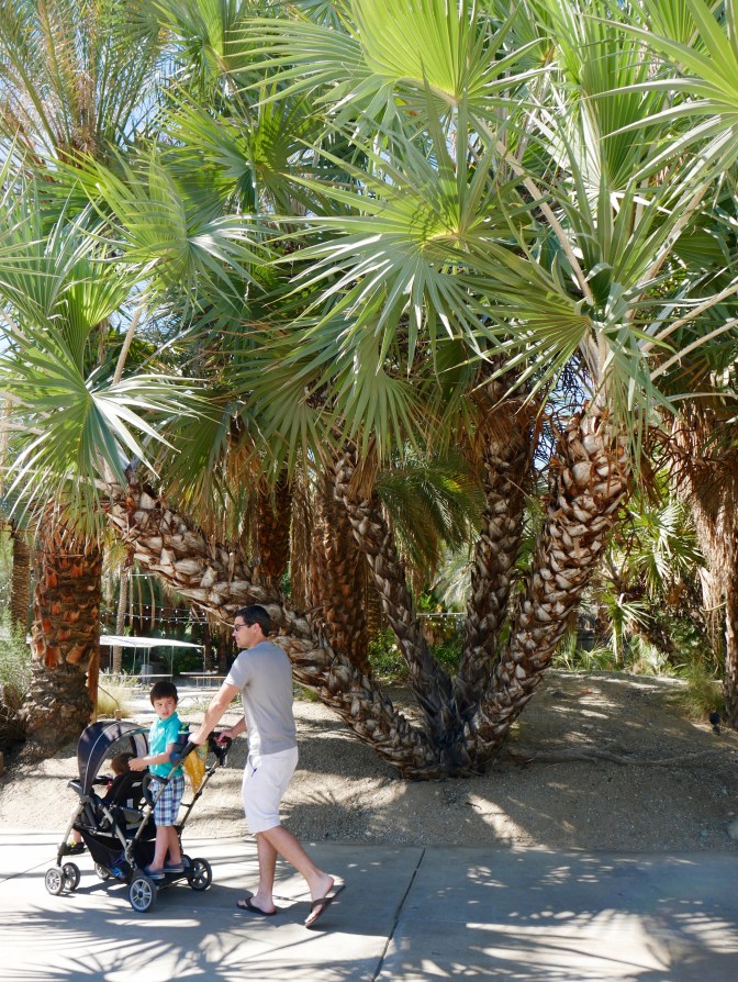 living desert wild animals travelnerdplans