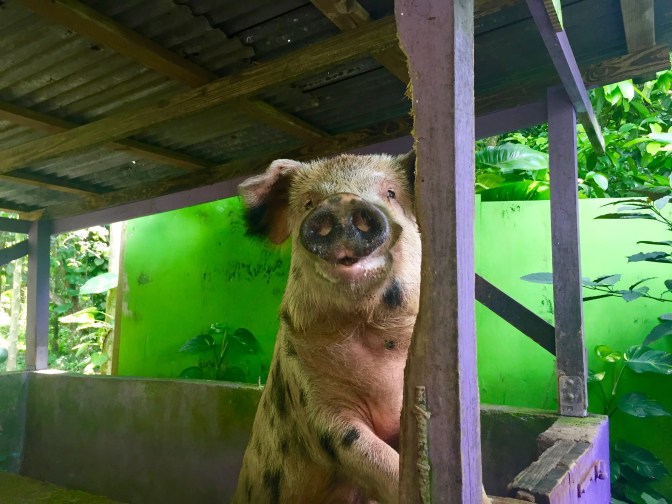 st croix domino club pig travelnerdplans