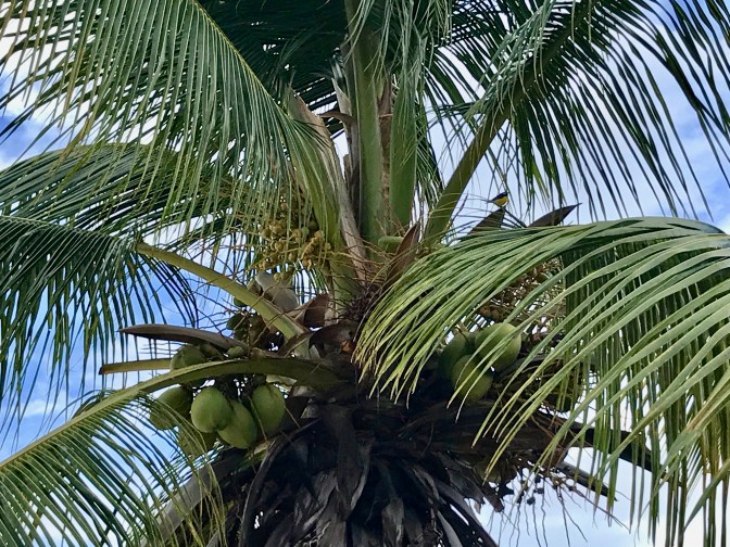 curacao playa porto mari birdie