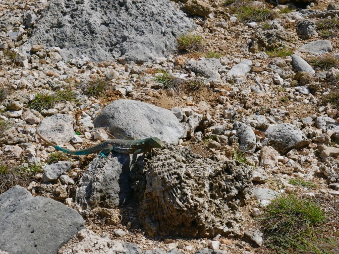 curacao shete boka lizard