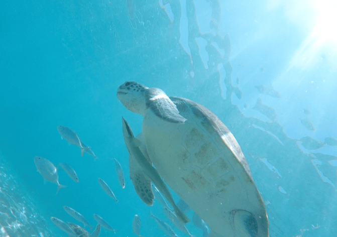 Screen Shot 2018-02-19 at 7.03.48 PM.png