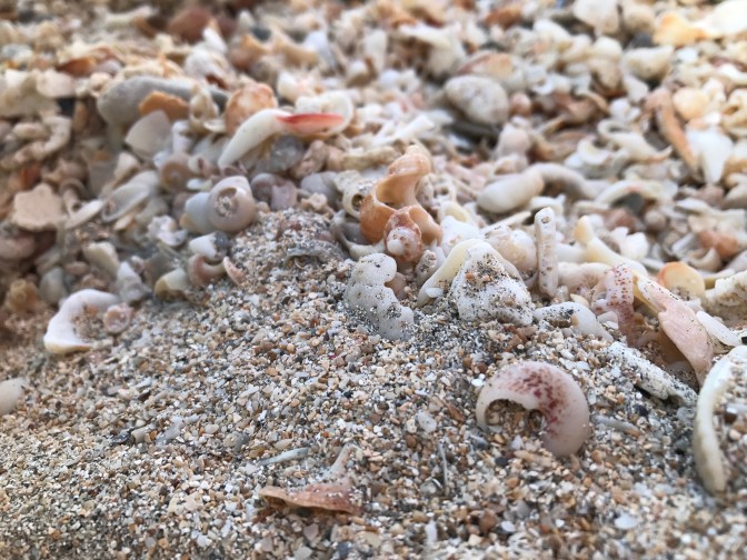 st kitts cockleshell beach sand and shells