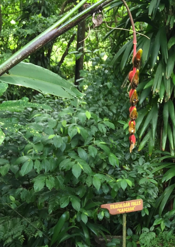 dominica trafalgar falls 5