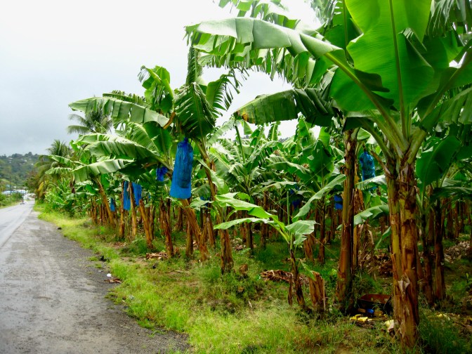 st lucia bananas